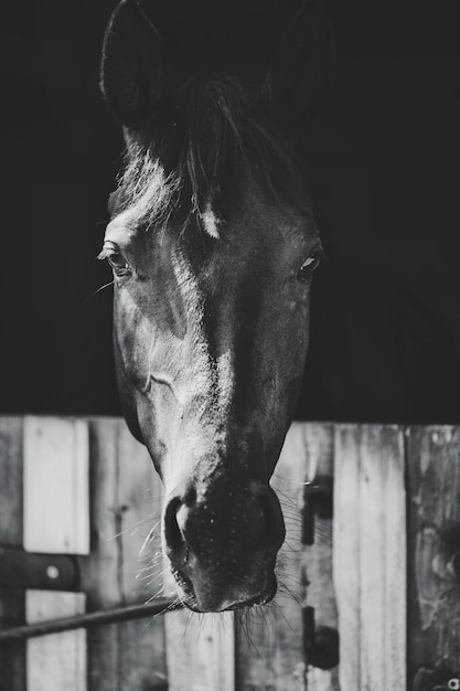 Foto primer plano de un caballo