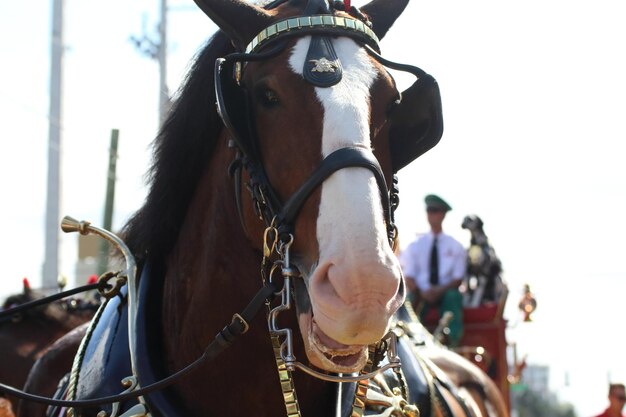 Foto primer plano del caballo