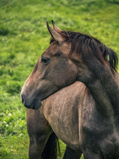 Primer plano del caballo