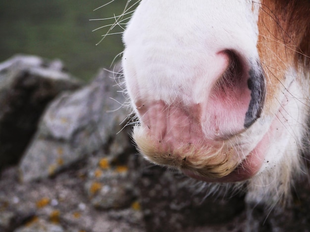 Primer plano de un caballo