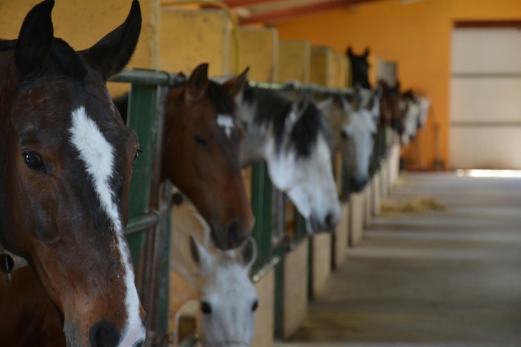Foto primer plano de caballos en los establos