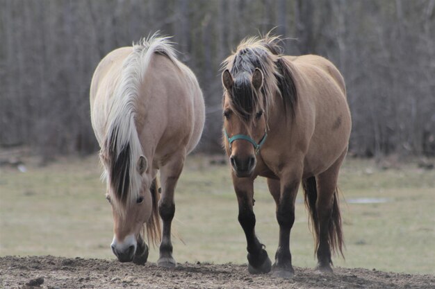 Foto primer plano de caballos de pie en el campo