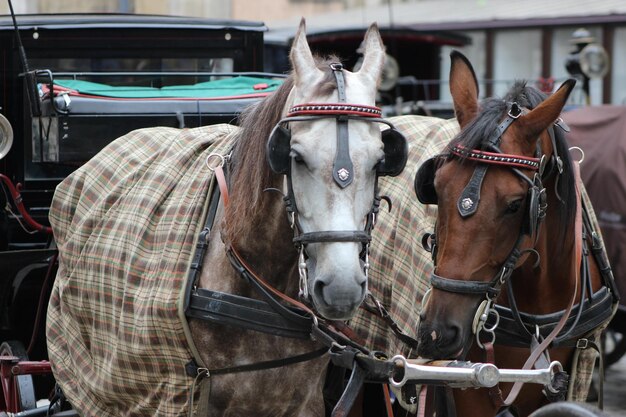 Foto primer plano de los caballos