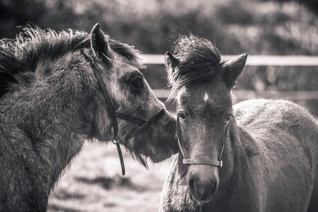 Foto primer plano de los caballos