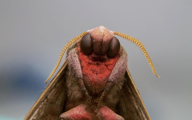 Foto primer plano de la cabeza del animal