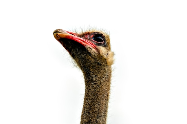 Primer plano de cabeza de avestruz sobre fondo blanco.