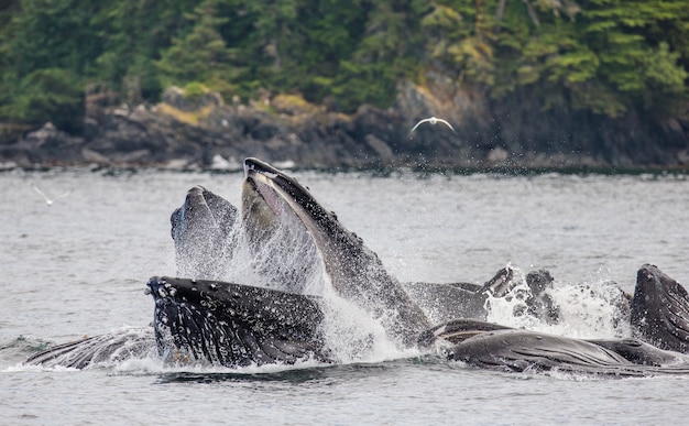 Primer plano de la cabeza y la boca de la ballena jorobada sobre la superficie del agua en el momento de la caza. Área del estrecho de Chatham. Alaska. EE.UU.