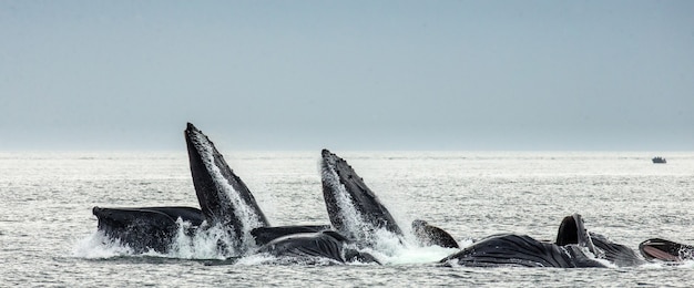 Primer plano de la cabeza y la boca de la ballena jorobada sobre la superficie del agua en el momento de la caza. Área del estrecho de Chatham. Alaska. EE.UU.