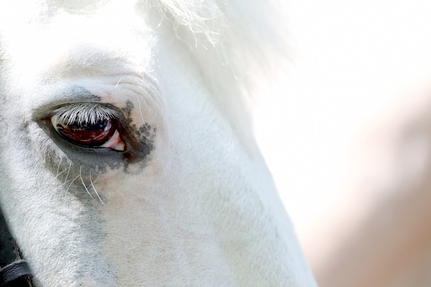 Primer plano de cabeza de caballo blanco