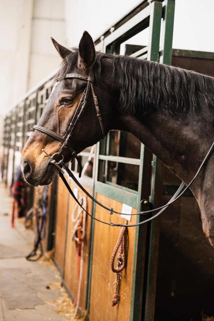 Foto primer plano de la cabeza de un caballo en el establo