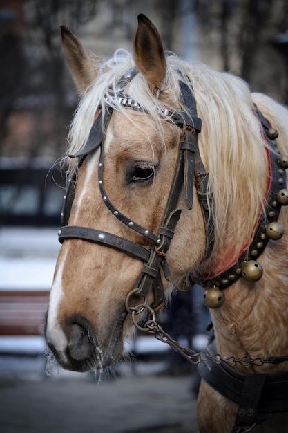 Primer plano de la cabeza de un caballo en la temporada de invernada