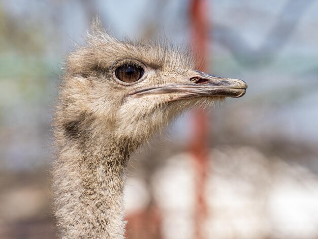 Foto un primer plano de la cabeza y el cuello de un avestruz