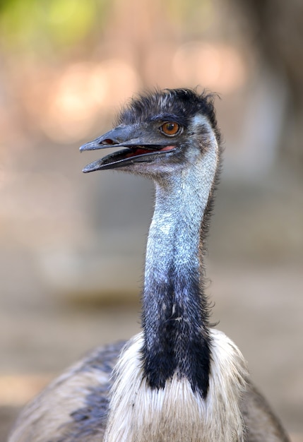 Primer plano de la cabeza emu australiano en la naturaleza