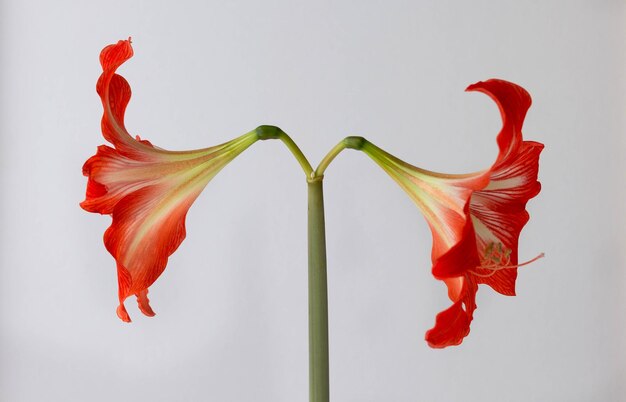 Primer plano de la cabeza de la flor de Amarilis rojo sobre el fondo blanco.