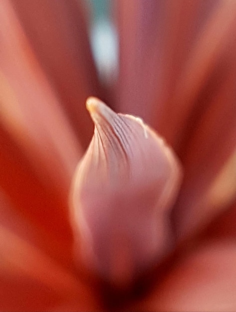 Foto primer plano de la cabeza de la flor