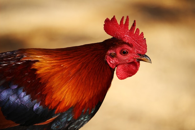 Primer plano de la cabeza de un gallo con un fondo borroso