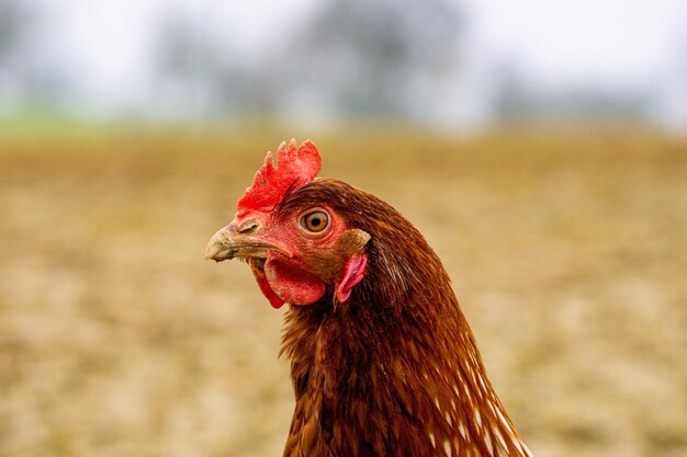 Primer plano de una cabeza de gallo marrón