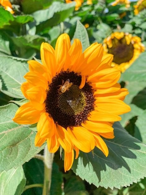 Primer plano de la cabeza de un girasol durante el día soleado