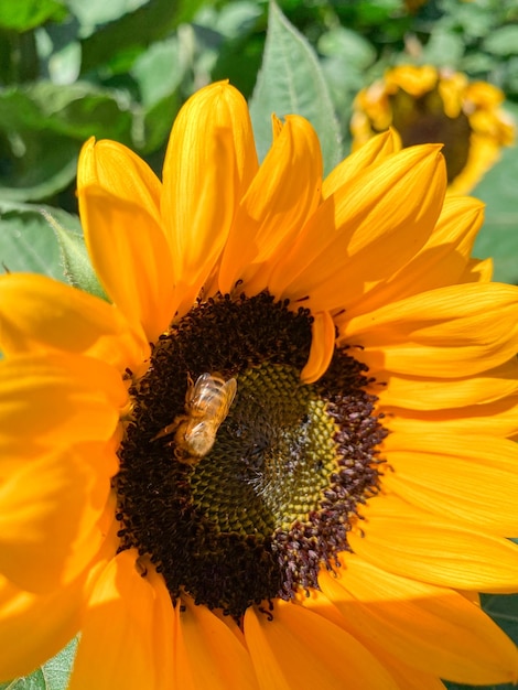 Primer plano de la cabeza de un girasol durante el día soleado