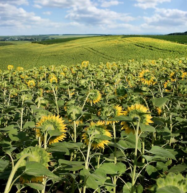 Primer plano de la cabeza invertida de flores de girasol por el sol campo de girasol y montañas paisaje de verano montañoso agrícola