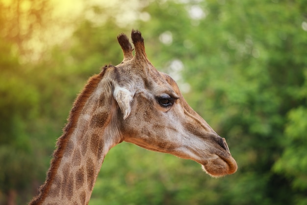 Primer plano de la cabeza de una jirafa en el fondo de la naturaleza