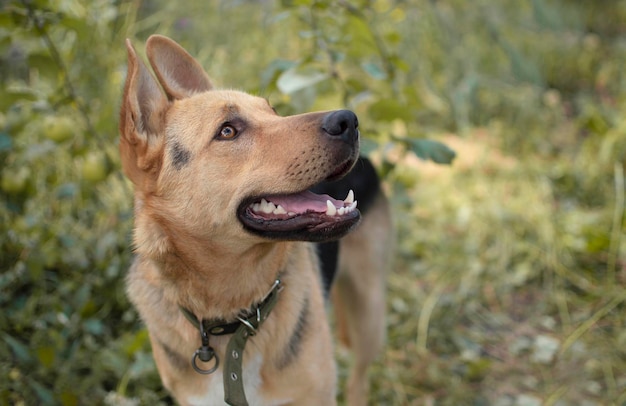 Primer plano de la cabeza de un joven perro de raza mixta en la naturaleza Retrato de un lindo perro curioso con la boca abierta sentado en el parque