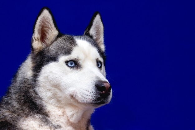 Primer plano de la cabeza de mirar a escondidas perro Husky siberiano con ojos azules sobre fondo negro aislado, vista frontal