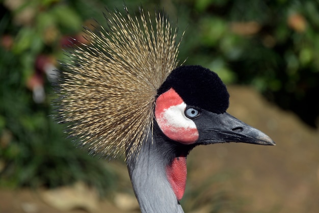 Primer plano de cabeza de pájaro grulla coronada negra