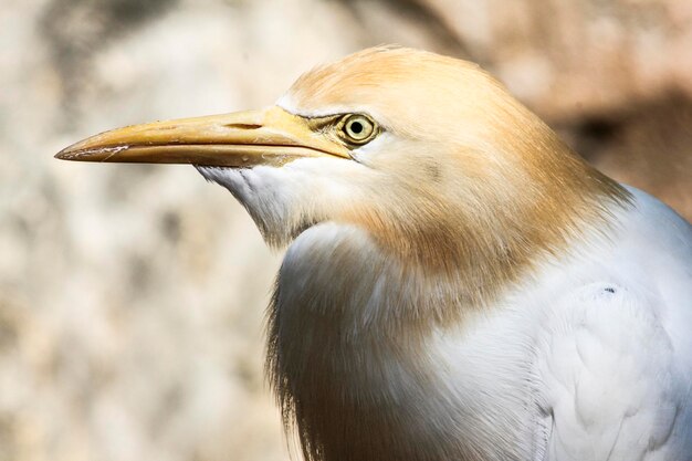 Primer plano de la cabeza de un pájaro mirando hacia otro lado