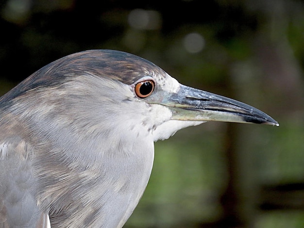 Foto primer plano de la cabeza del pájaro