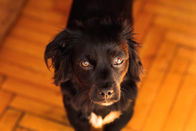 Foto primer plano de la cabeza de un perro negro con ojos tristes