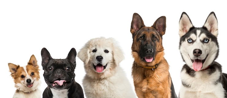 Foto primer plano de la cabeza de los perros delante de un fondo blanco.