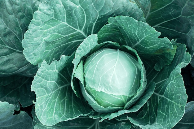 Primer plano de cabeza de repollo que crece en el jardín. Vegetales limpios y saludables.