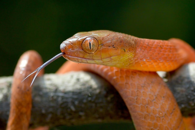 Primer plano de la cabeza de una serpiente boiga roja