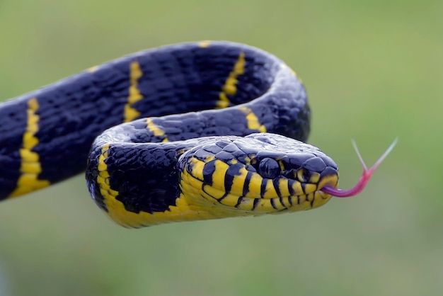 Primer plano de la cabeza de una serpiente gato con anillos dorados