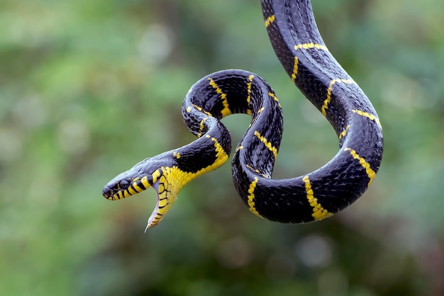 Primer plano de la cabeza de una serpiente gato con anillos dorados