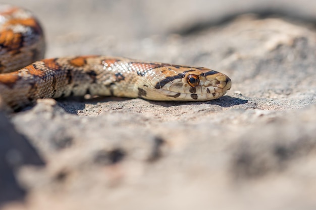 Primer plano de la cabeza de una serpiente leopardo adulta o serpiente ratonera europea Zamenis situla en Malta