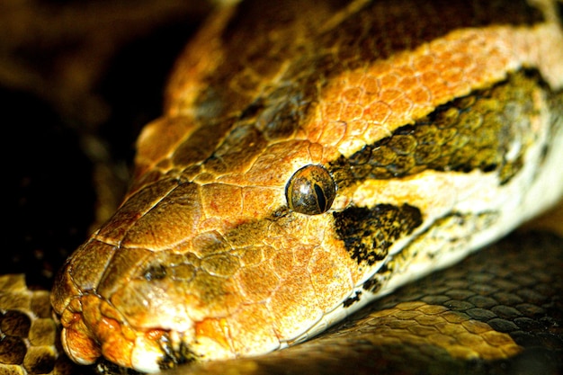 Un primer plano de la cabeza de una serpiente