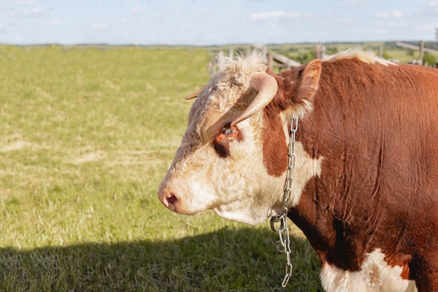 Primer plano de cabeza de toro en el fondo de un prado y bosque de verano verde, concepto de producto lácteo.