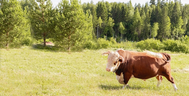 Primer plano de cabeza de toro en el fondo de un prado y bosque de verano verde, concepto de producto lácteo.
