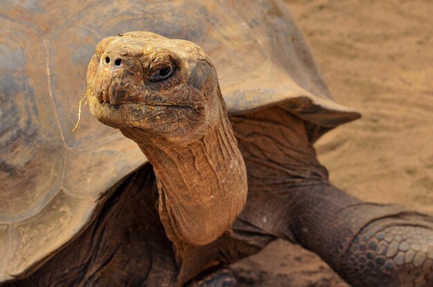 Un primer plano de la cabeza de una tortuga