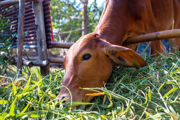 Primer plano de la cabeza de una vaca marrón en un potrero en una granja de ganado vacuno la vaca comiendo hierba fresca