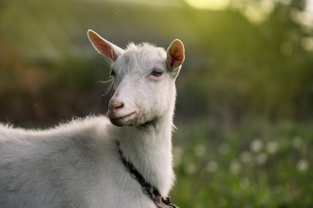 Primer plano de una cabra blanca. cerca de cabra en granja en hierba verde