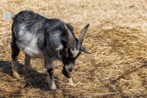 Primer plano de una cabra en una granja ecológica