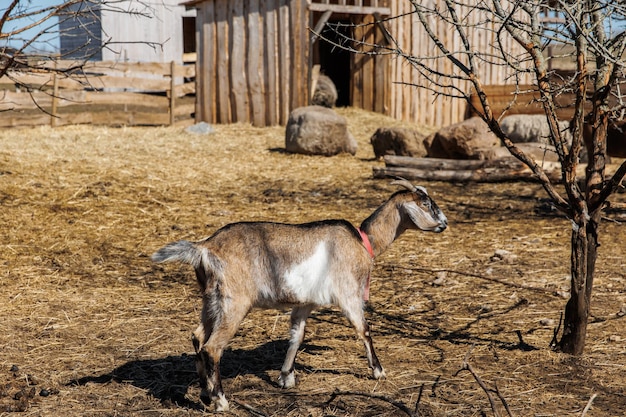 Primer plano de una cabra en una granja ecológica