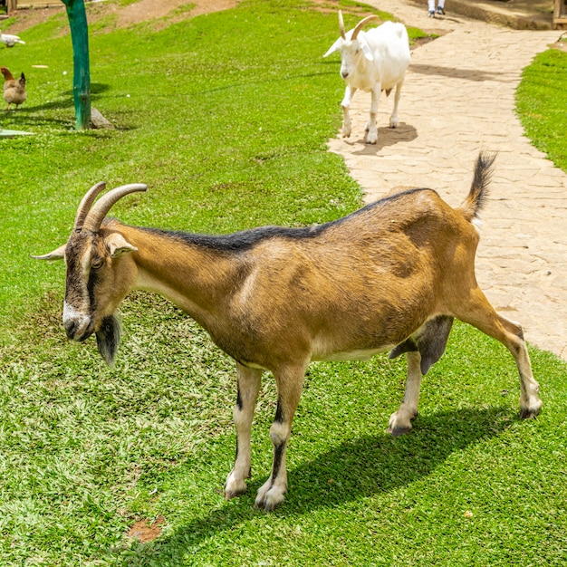 Primer plano de cabra en la granja.