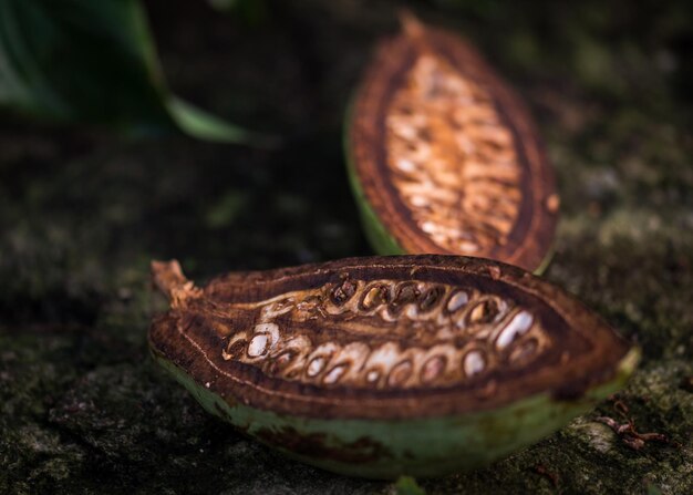 Foto primer plano del cacao