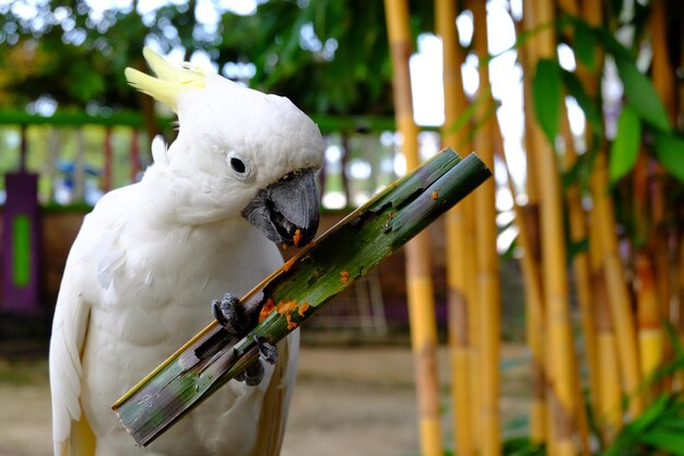 Foto primer plano de una cacatúa comiendo comida