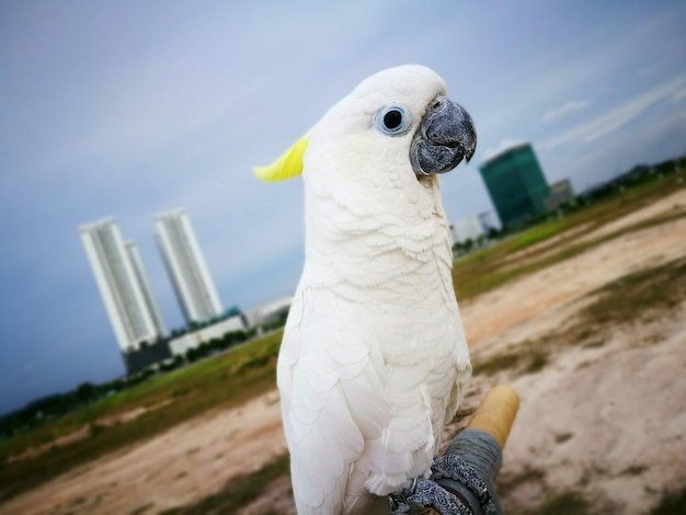 Foto primer plano de una cacatúa de cresta de azufre posada en madera contra el cielo