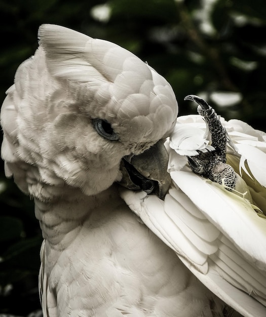 Foto un primer plano de una cacatúa